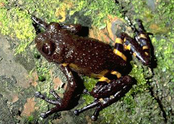 非洲树蛙科(苇蛙科)Hyperoliidae 蓝色动物学